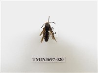 藏品(膜翅目(蜂))的圖片